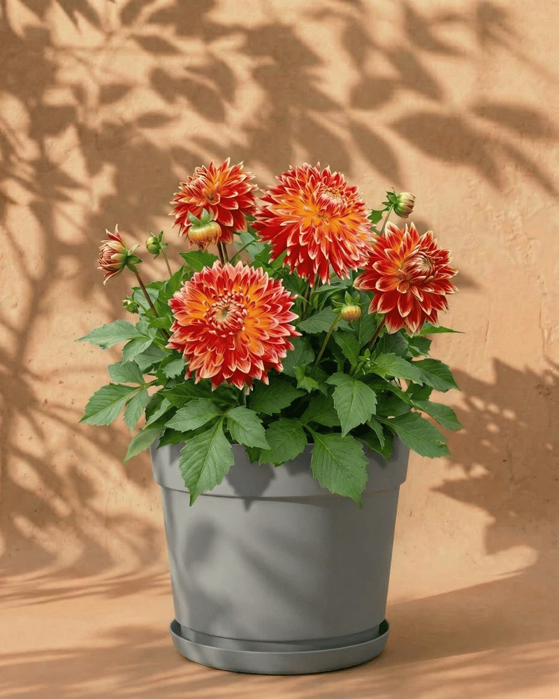 feey-amsterdam-dahlien-orange-rot-blumenzwiebeln-3-stk image 8