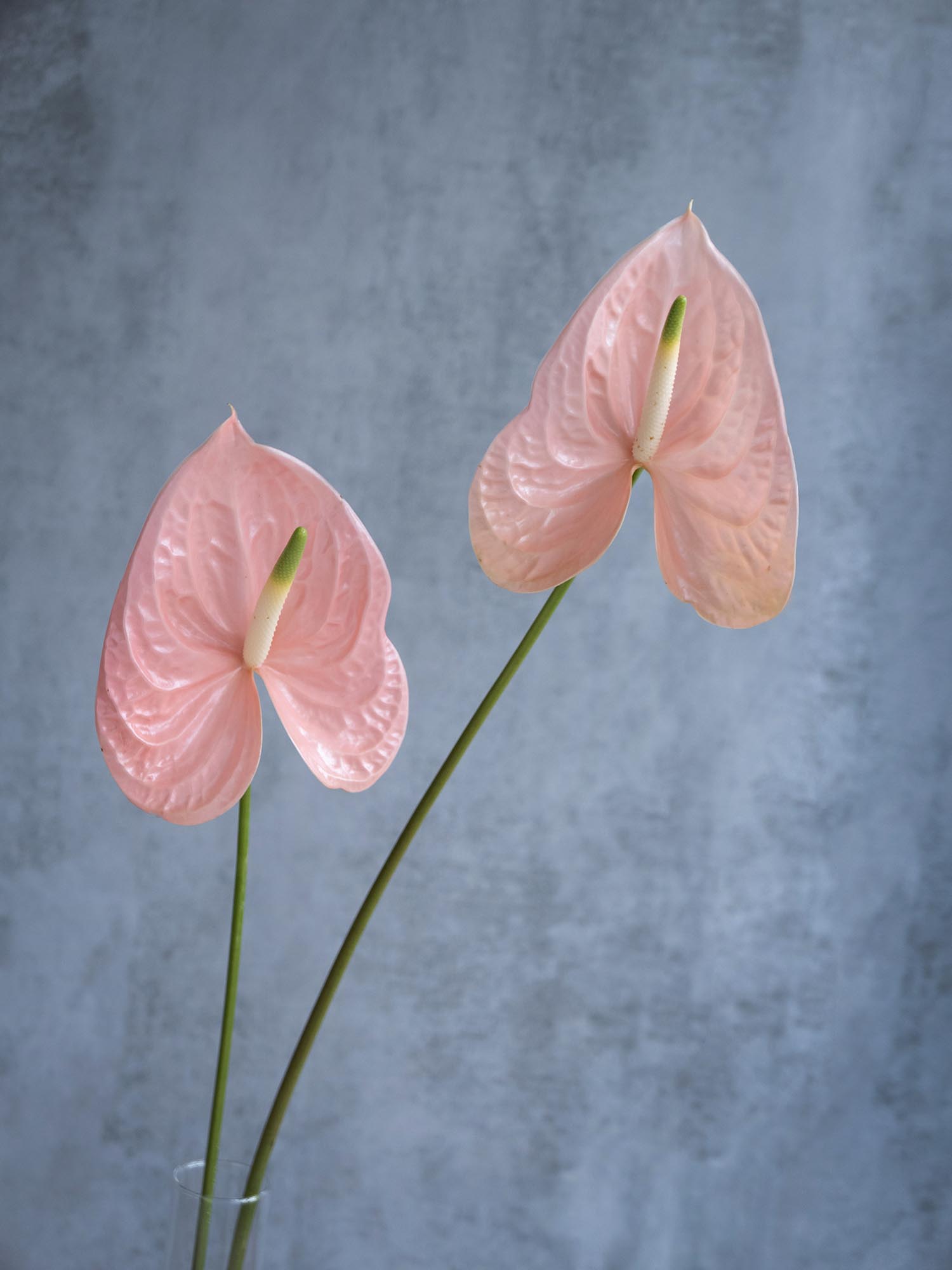 blumigo-anthurie-cheers-schnittblume-apricot-rosa-pastell image 4