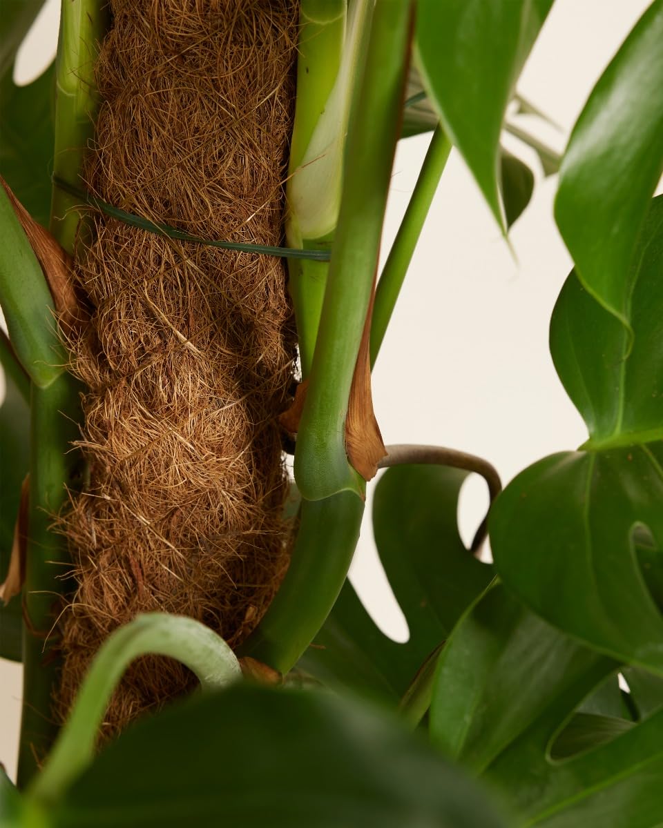plnts-rareplnts-monstera-pertusum-fensterblatt-120cm-24cm-topf image 4