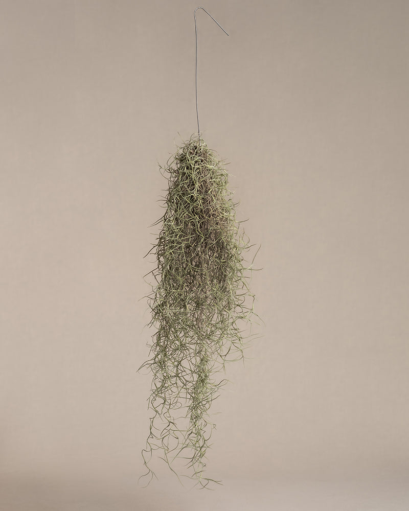 feey-variado-spanisches-moos-tillandsia-h-ngepflanze-tierfreundlich image 3