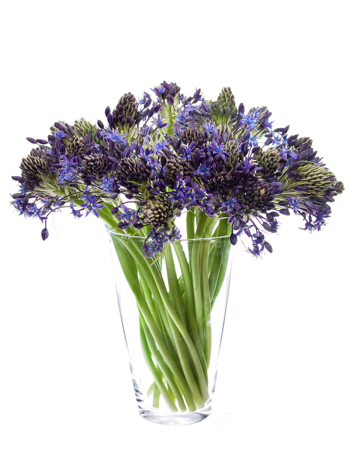 blumigo-fr-hlingsknollen-scilla-peruviana-blaustern-lila image 2
