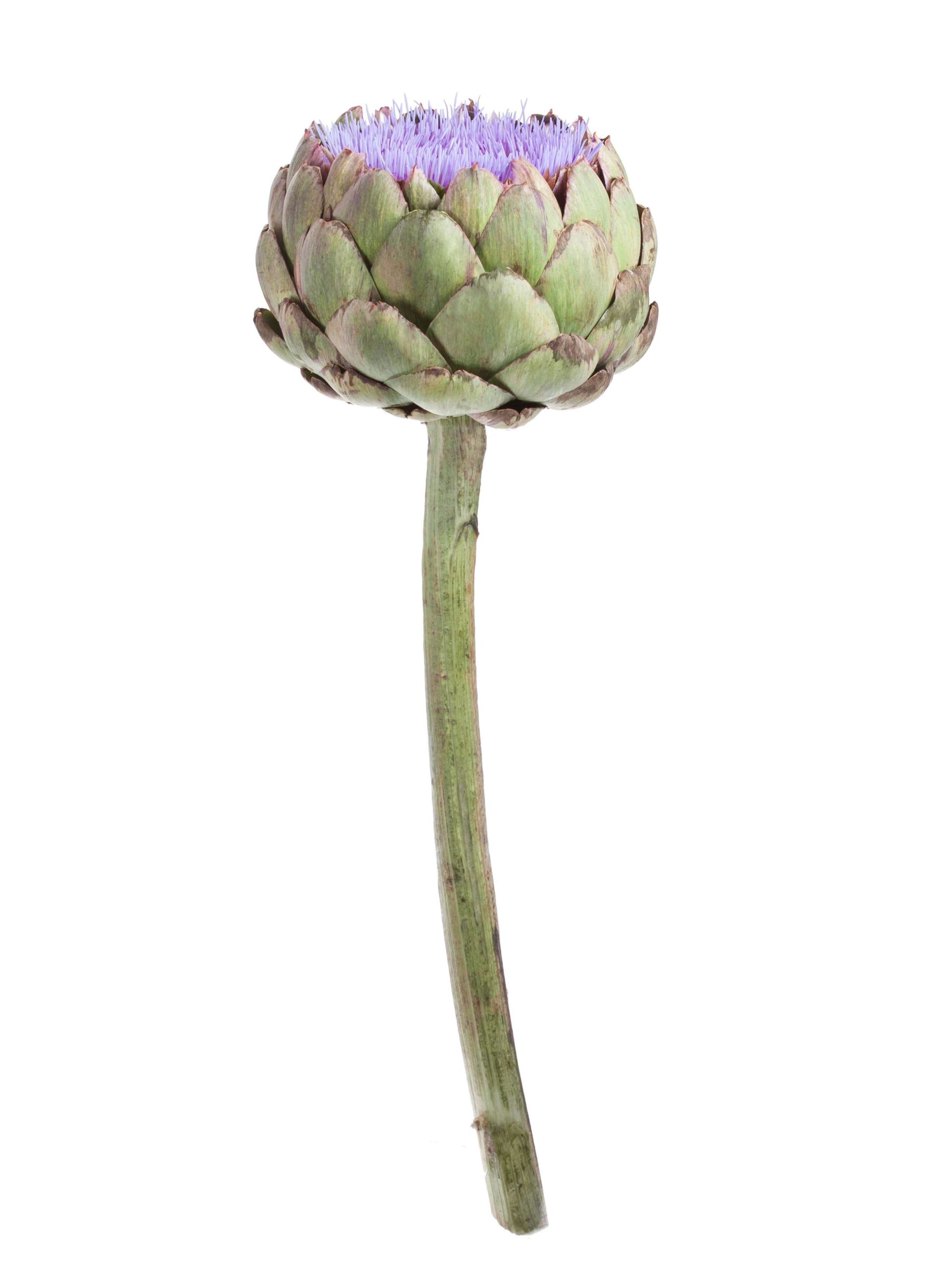 blumigo-herbstdeko-artischocke-cynara-scolymus-blau-bl-hend image 4
