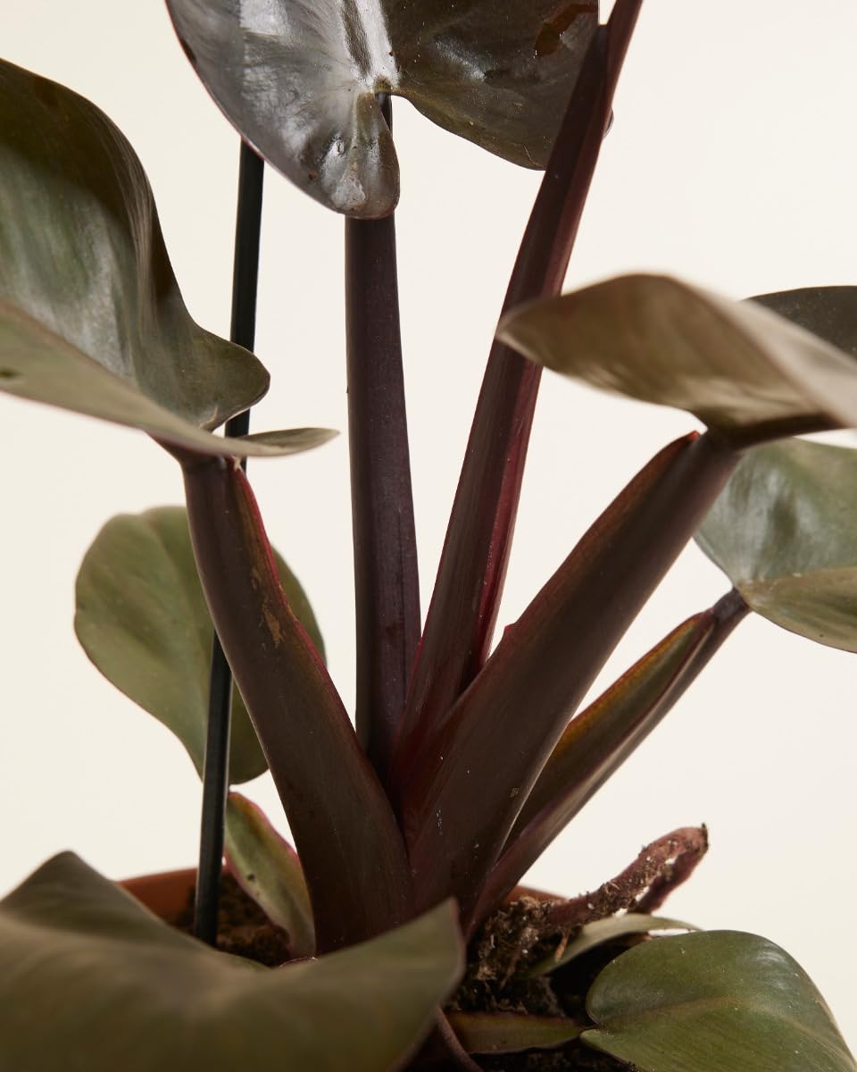 plnts-rareplnts-philodendron-black-cardinal-zimmerpflanze-20-cm-dunkel image 5