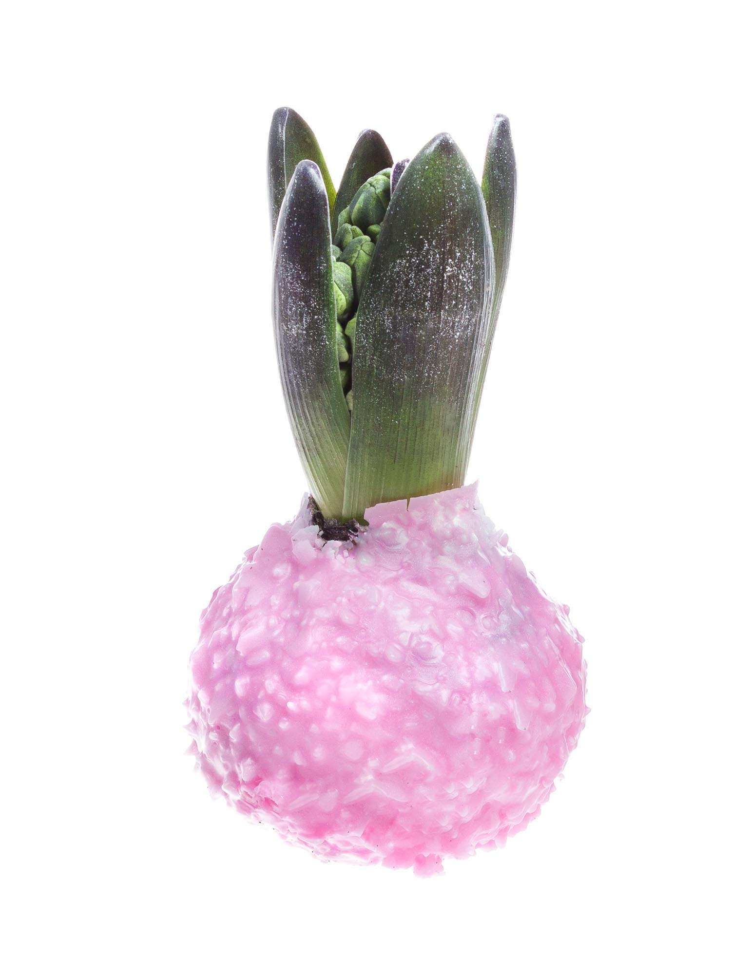 blumigo-gewachste-hyazinthenknollen-rosa-mit-flocken-fr-hling image 2