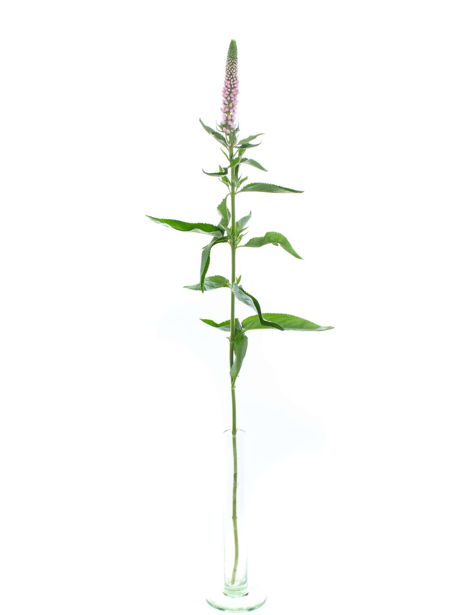 blumigo-blattwerk-und-bindegr-n-veronica-rosa-ehrenpreis-schnittblume image 3