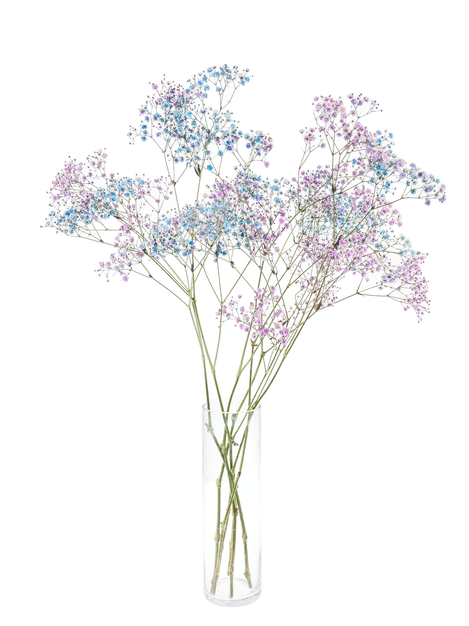 blumigo-schleierkraut-disco-detroit-violett-blau-schnittblume image 2