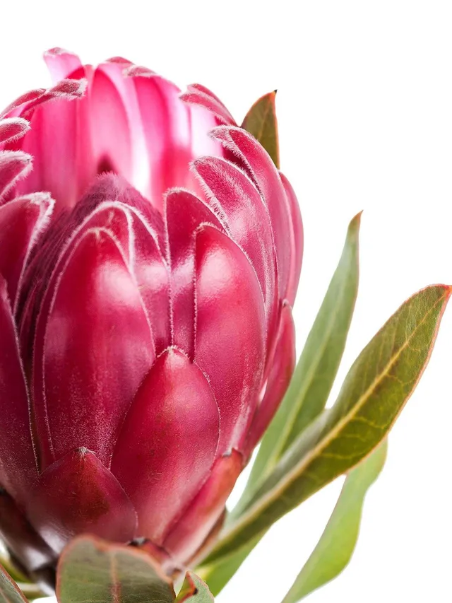 blumigo-proteen-brenda-protea-schnittblume-pink image 1