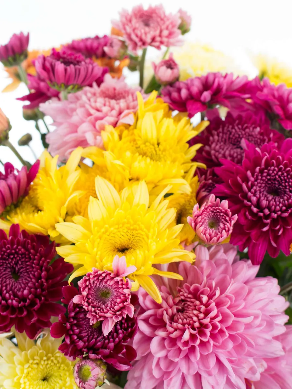 blumigo-herbstastern-bunte-mischung-schnittblume-st-ck image 1