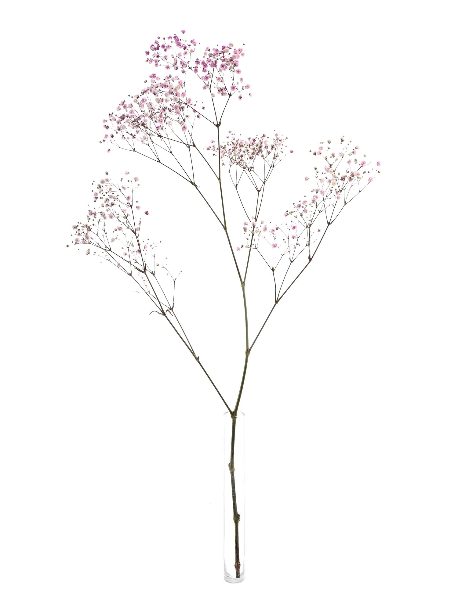 blumigo-schleierkraut-schnittblumen-rosa-painted image 3