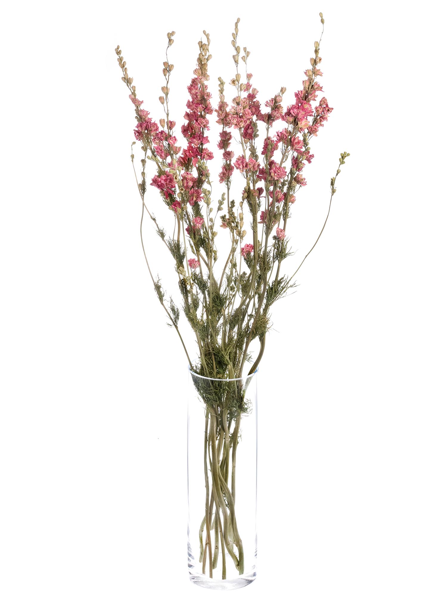 blumigo-trockenblumen-rittersporn-rosa-getrocknet image 2