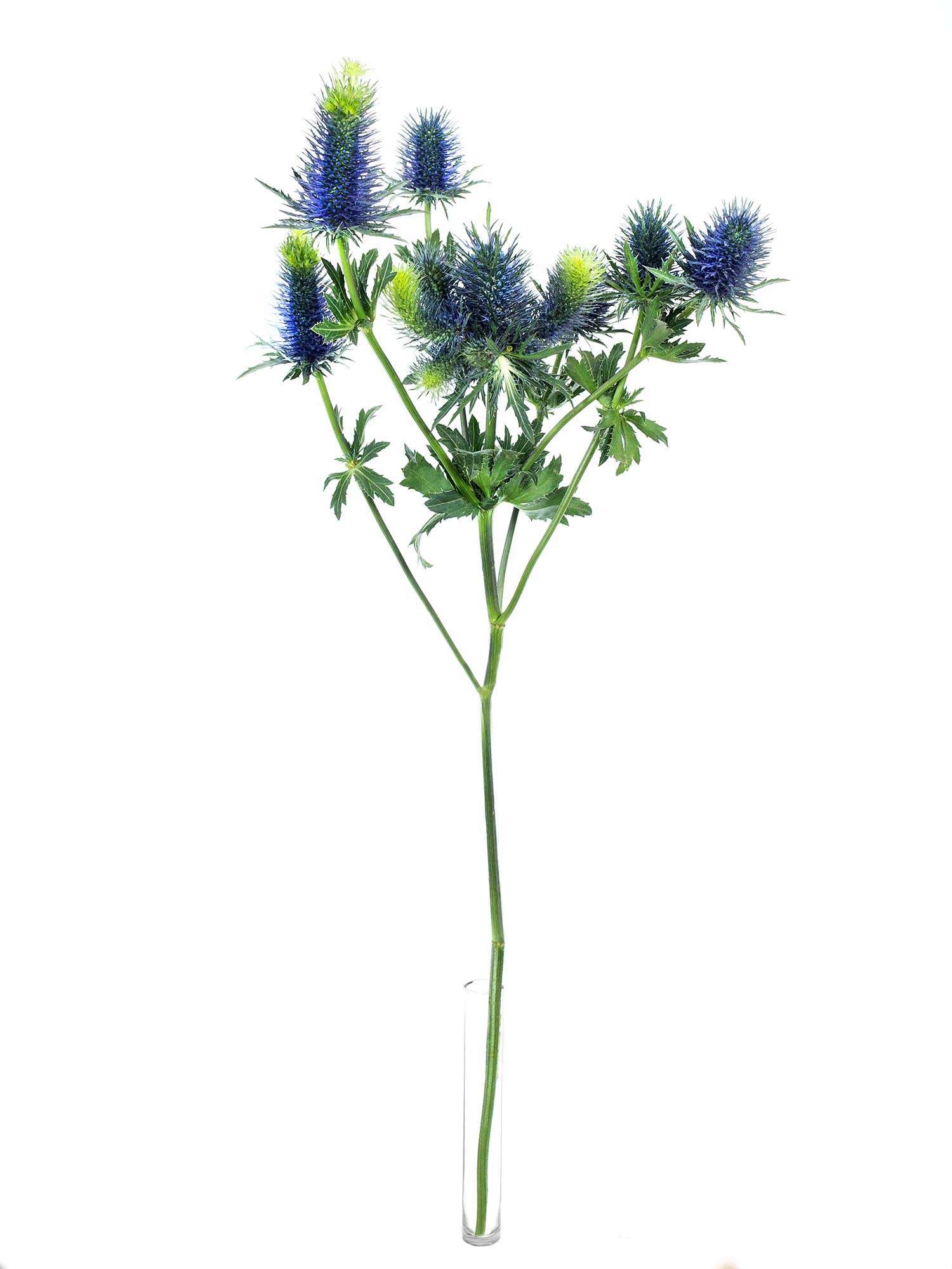 blumigo-disteln-xl-supernova-qstar-blau-schnittblume image 3