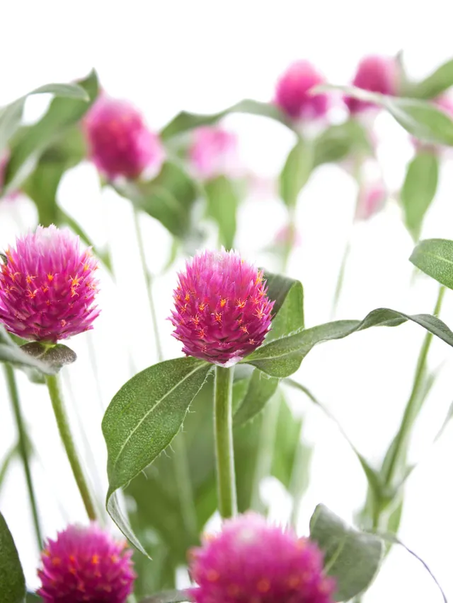 blumigo-gomphrena-kugelamarant-pink-schnittblume image 1