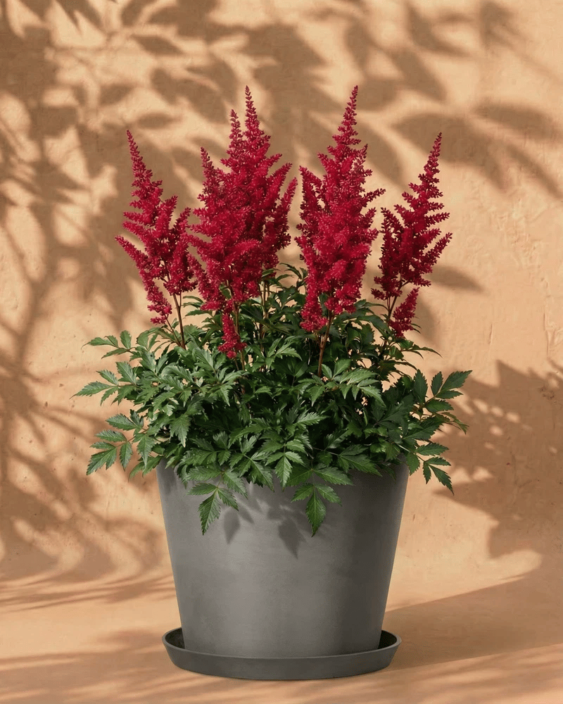 feey-amsterdam-astilbe-pink-3-stk-zum-eingraben-winterhart image 5