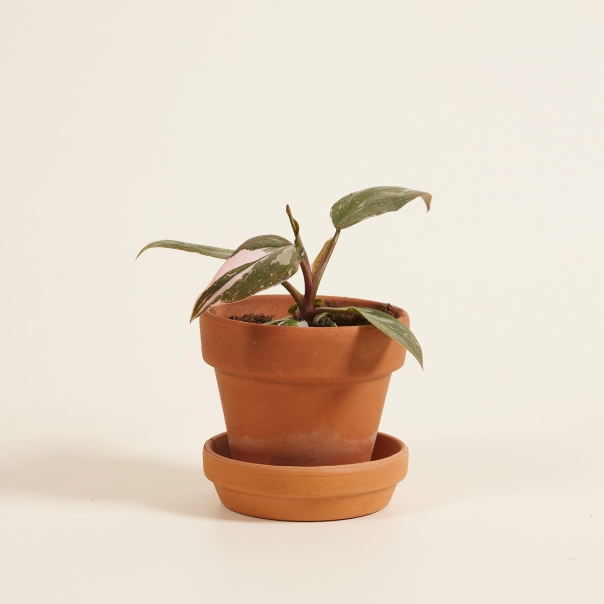 plnts-babyplnts-philodendron-pink-princess-zimmerpflanze-6cm image 5