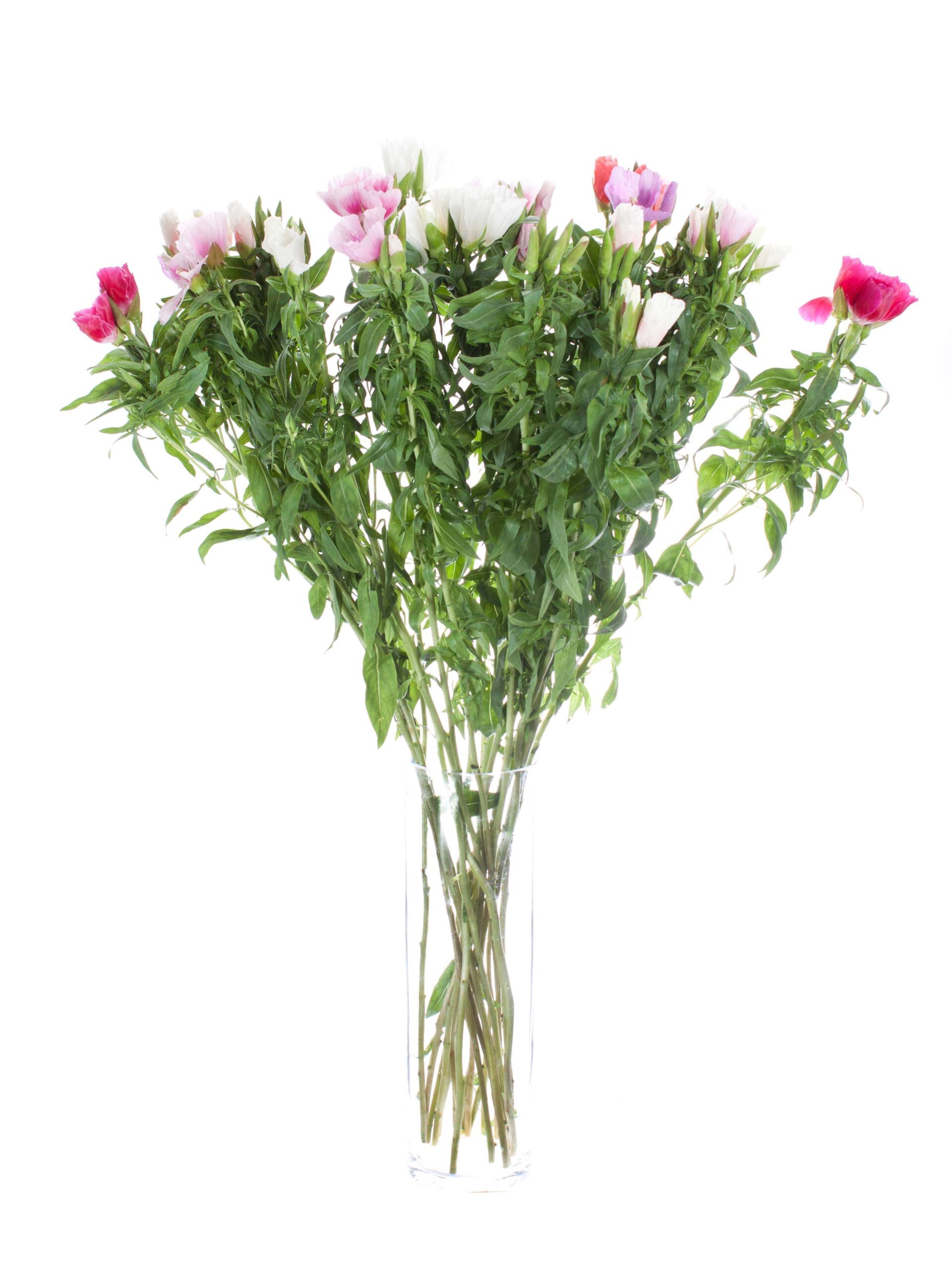 blumigo-clarkia-sommerazalee-schnittblumen-bunte-mischung image 2