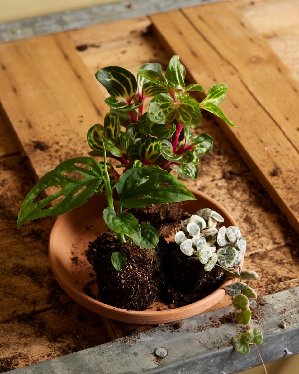 plnts-babyplnts-baby-herbstii-iresine-zimmerpflanze-6-cm image 5