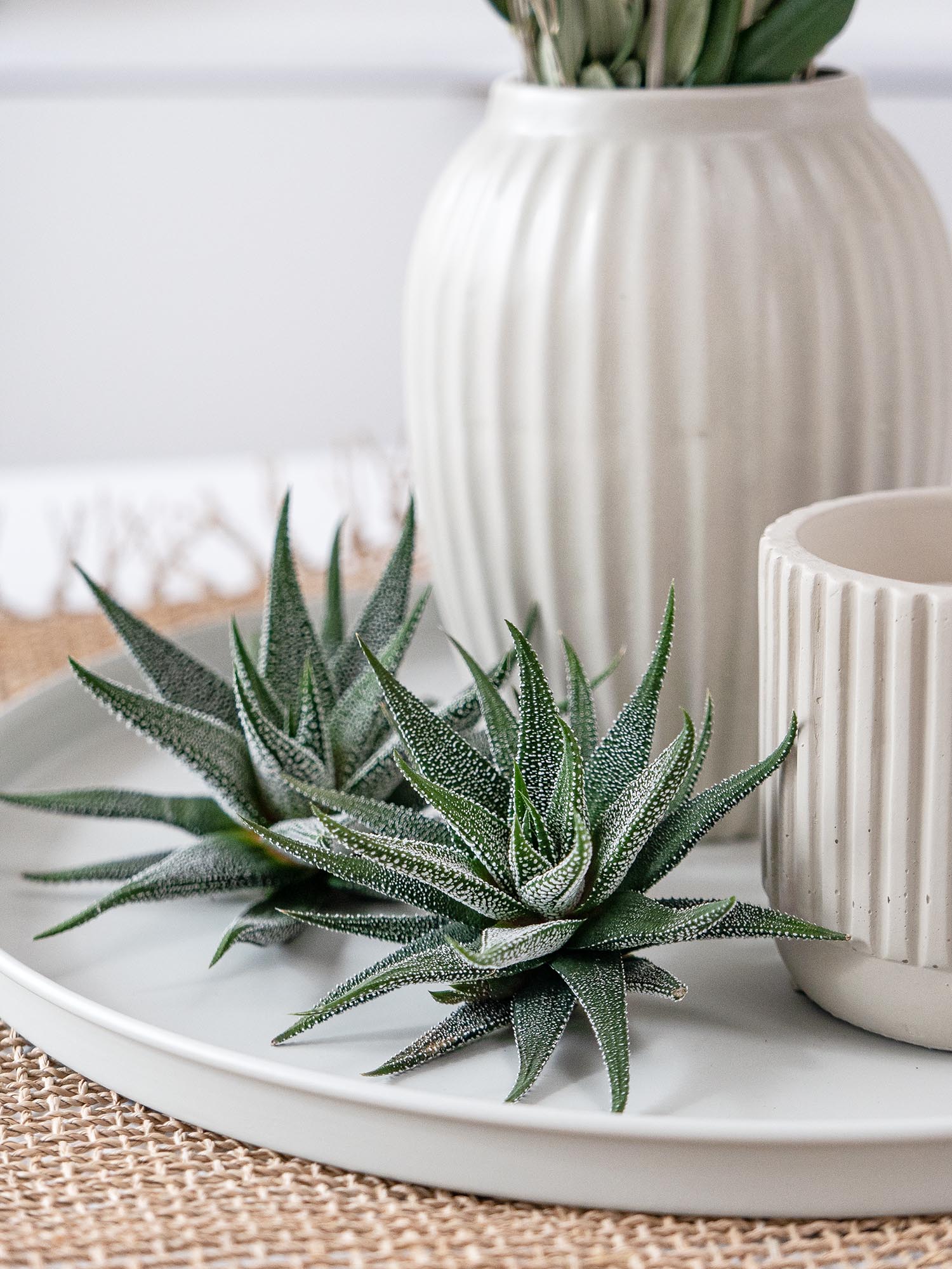 blumigo-haworthia-fasciata-concolor-sukkulente-gr-n-wei-topfpflanze image 5