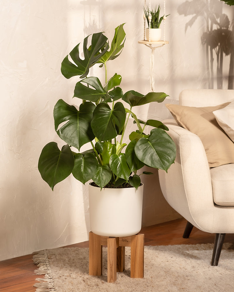 feey-variado-gro-e-monstera-zimmerpflanze-ohne-bertopf image 4