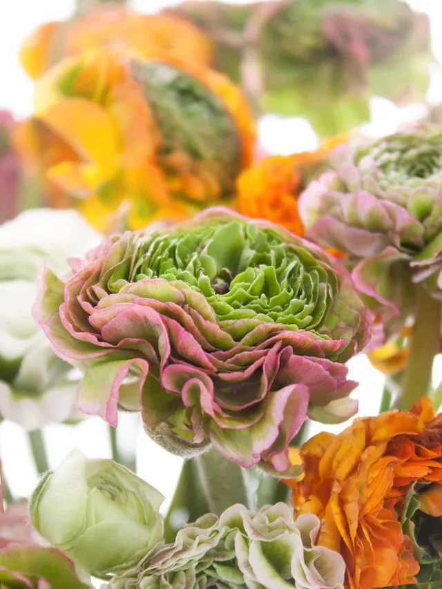 blumigo-ranunkeln-bunte-ponpon-mischung-schnittblumen-frisch image 1