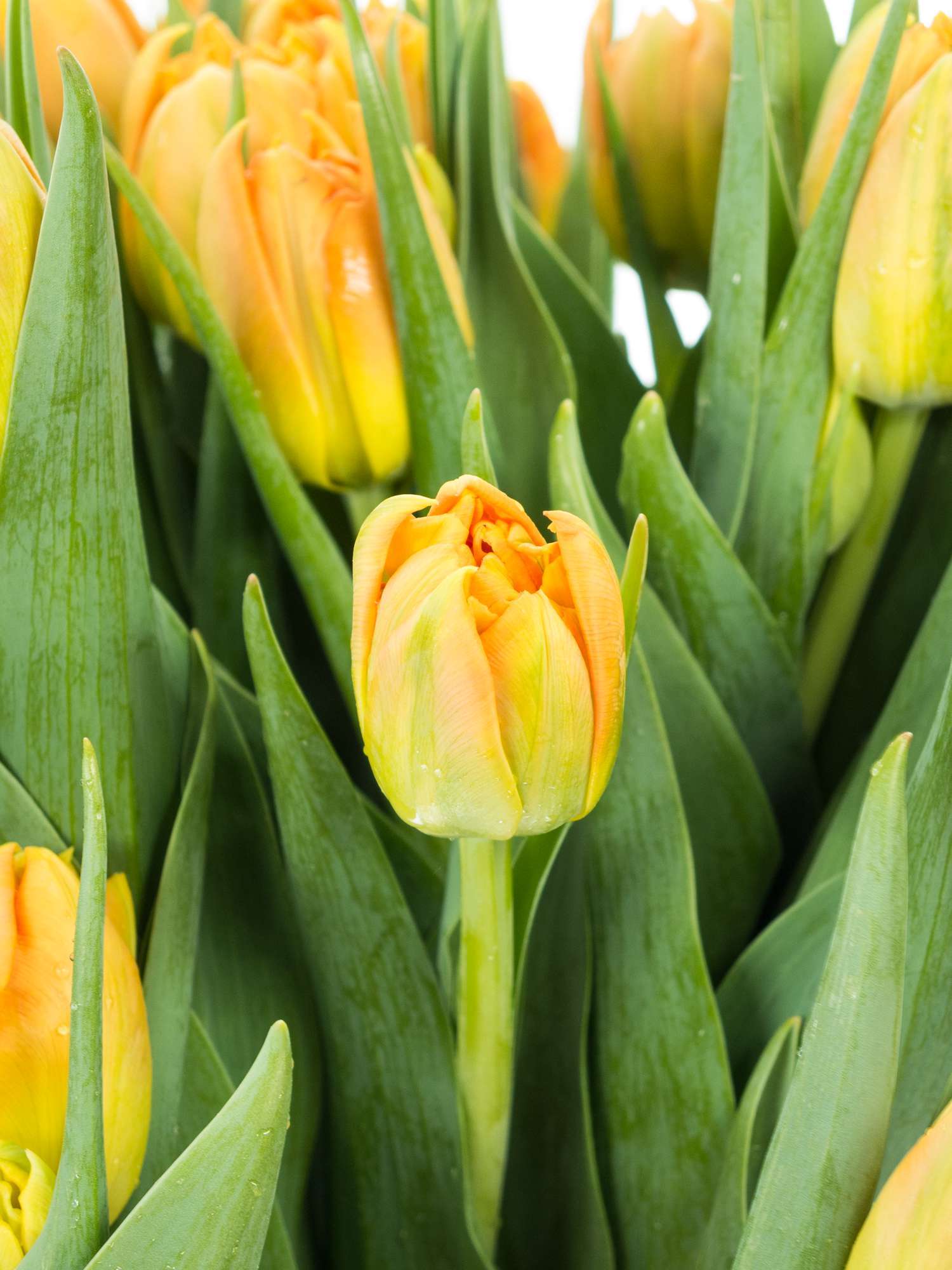 blumigo-monte-orange-tulpen-orange-gef-llt-8-tage-frisch image 1
