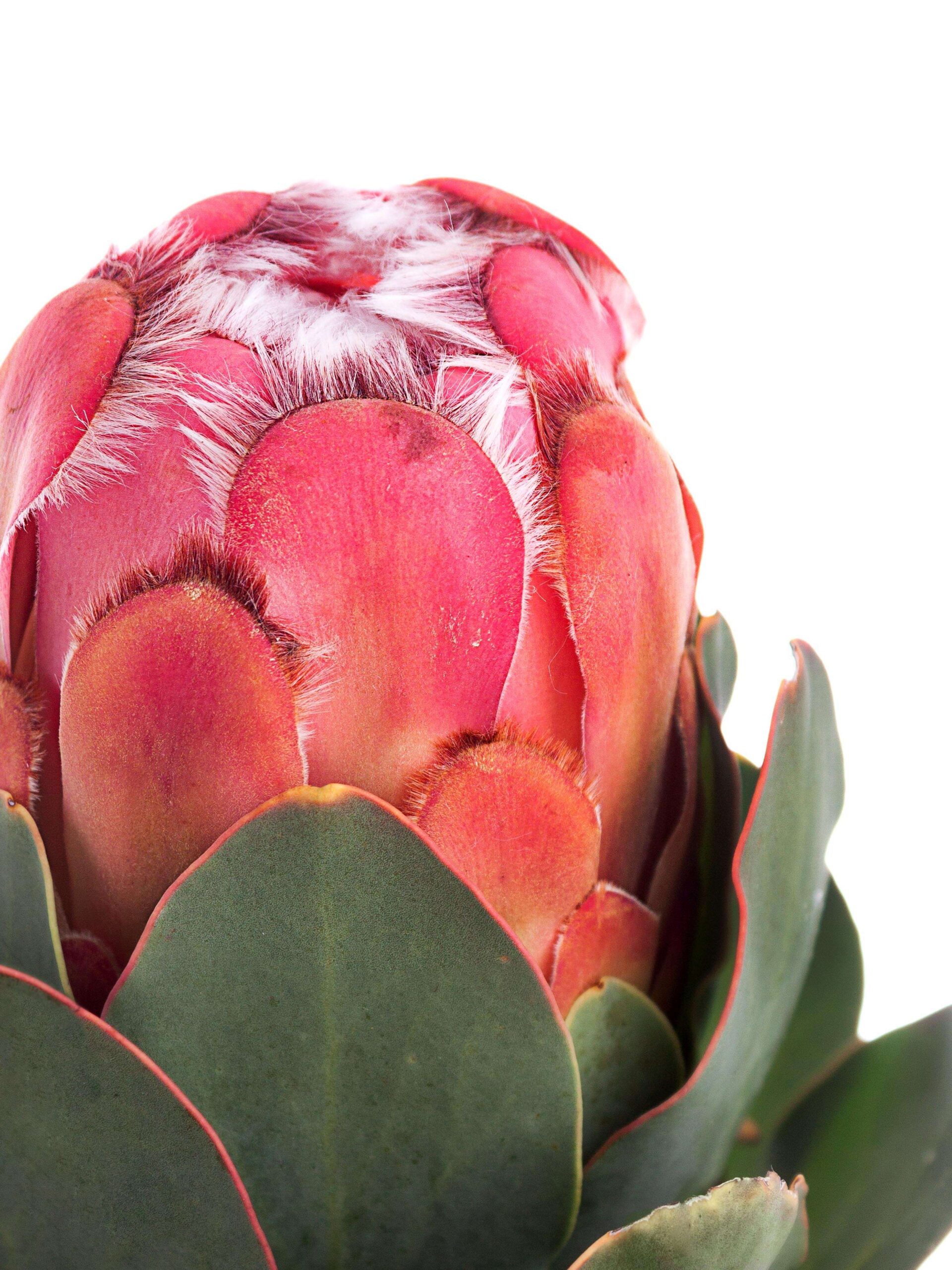 blumigo-proteen-grandiceps-protea-pink-exotische-schnittblume image 1