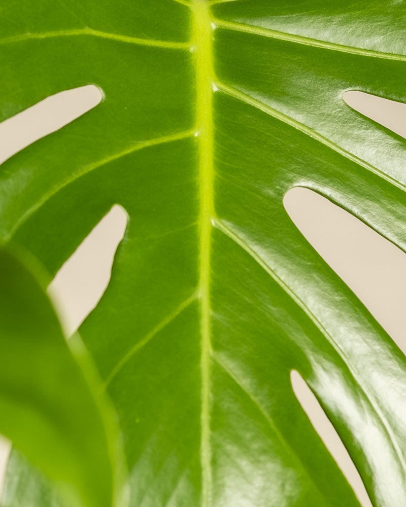 feey-variado-gro-e-monstera-zimmerpflanze-ohne-bertopf image 6