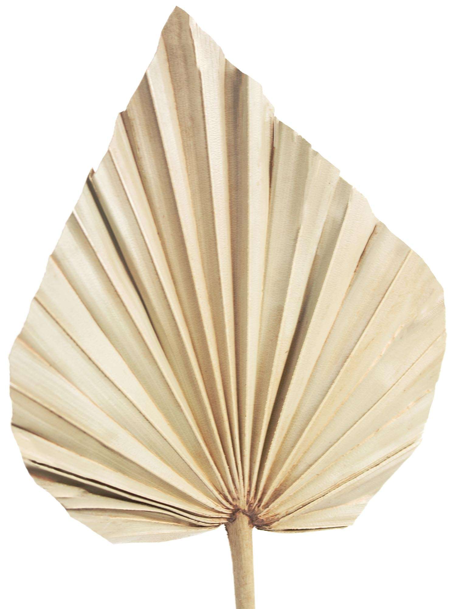 blumigo-palm-spear-trockenblume-natur-einzelstiel image 4