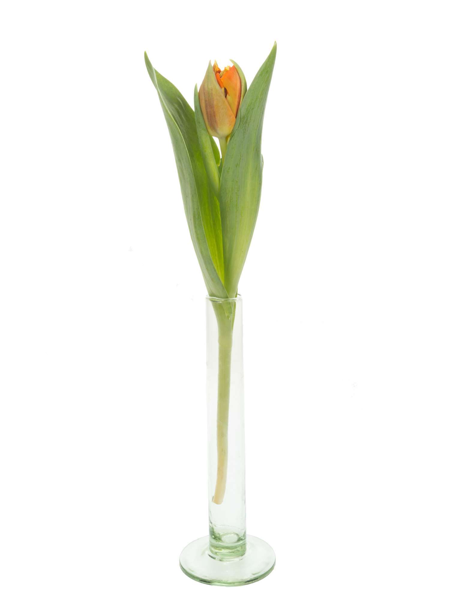 blumigo-tulpen-orange-princess-gef-llt-orange image 3