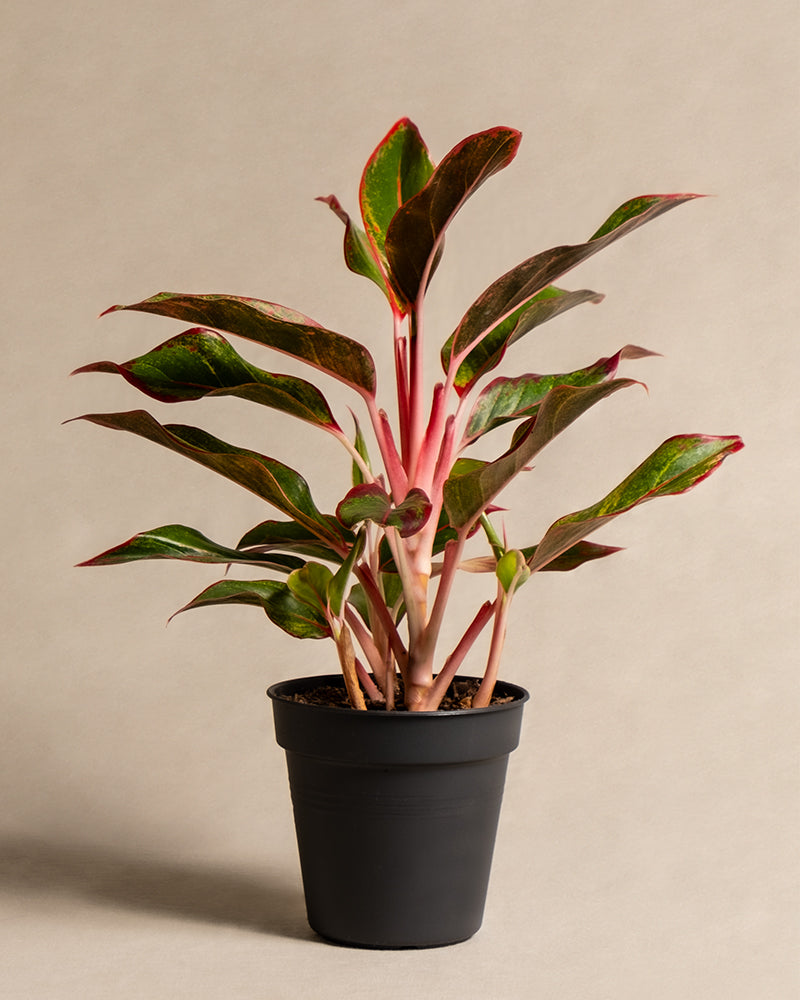 feey-variado-aglaonema-jungle-red-zimmerpflanze-ohne-bertopf image 3