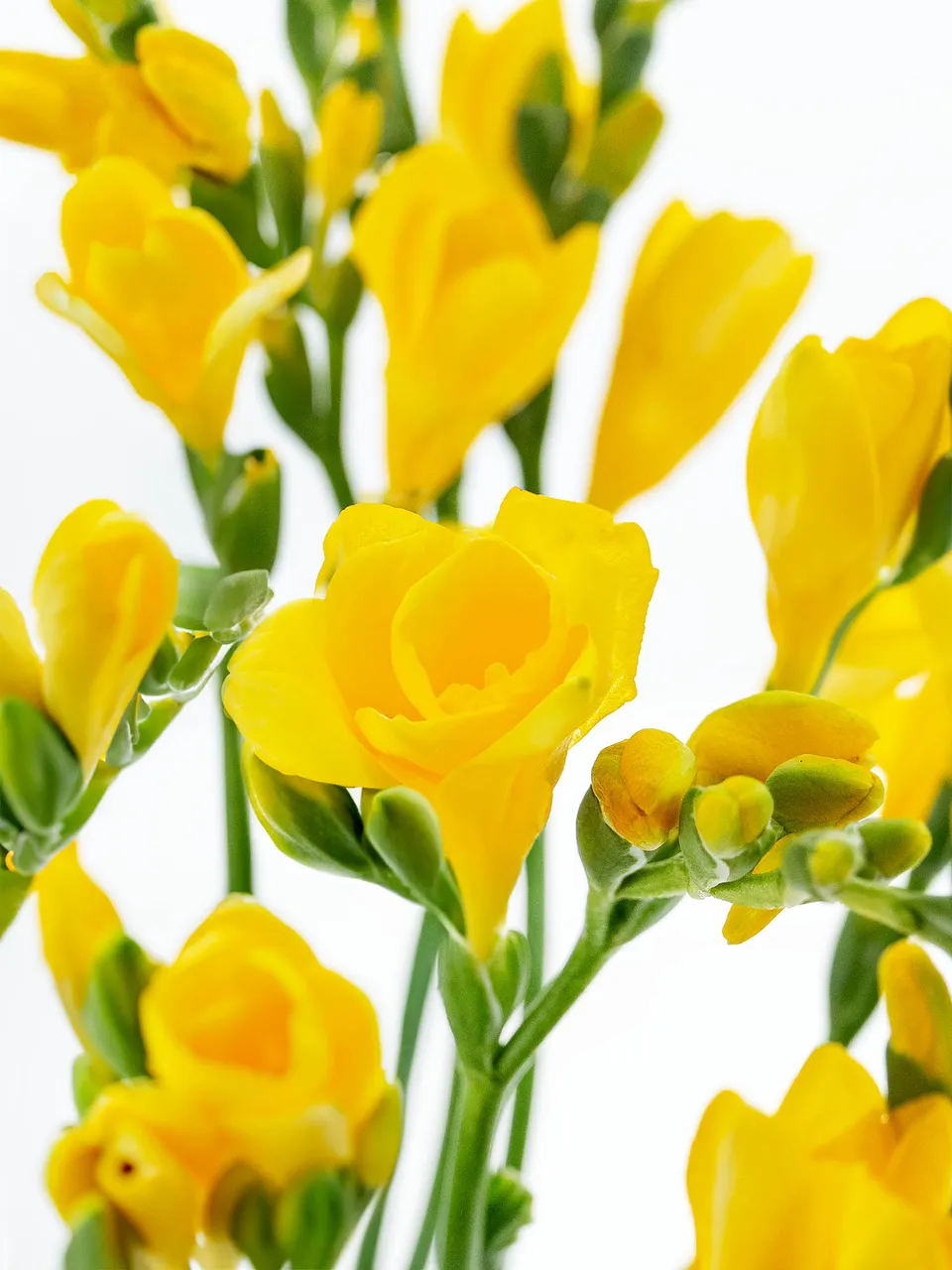 blumigo-freesien-soleil-schnittblume-gelb-duftend image 1