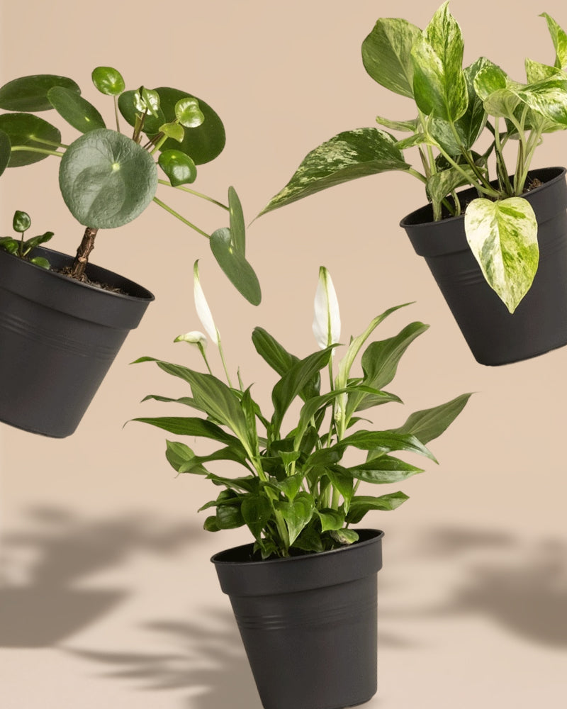 feey-variado-berraschungspflanzen-3er-set-klein-ohne-topf image 6