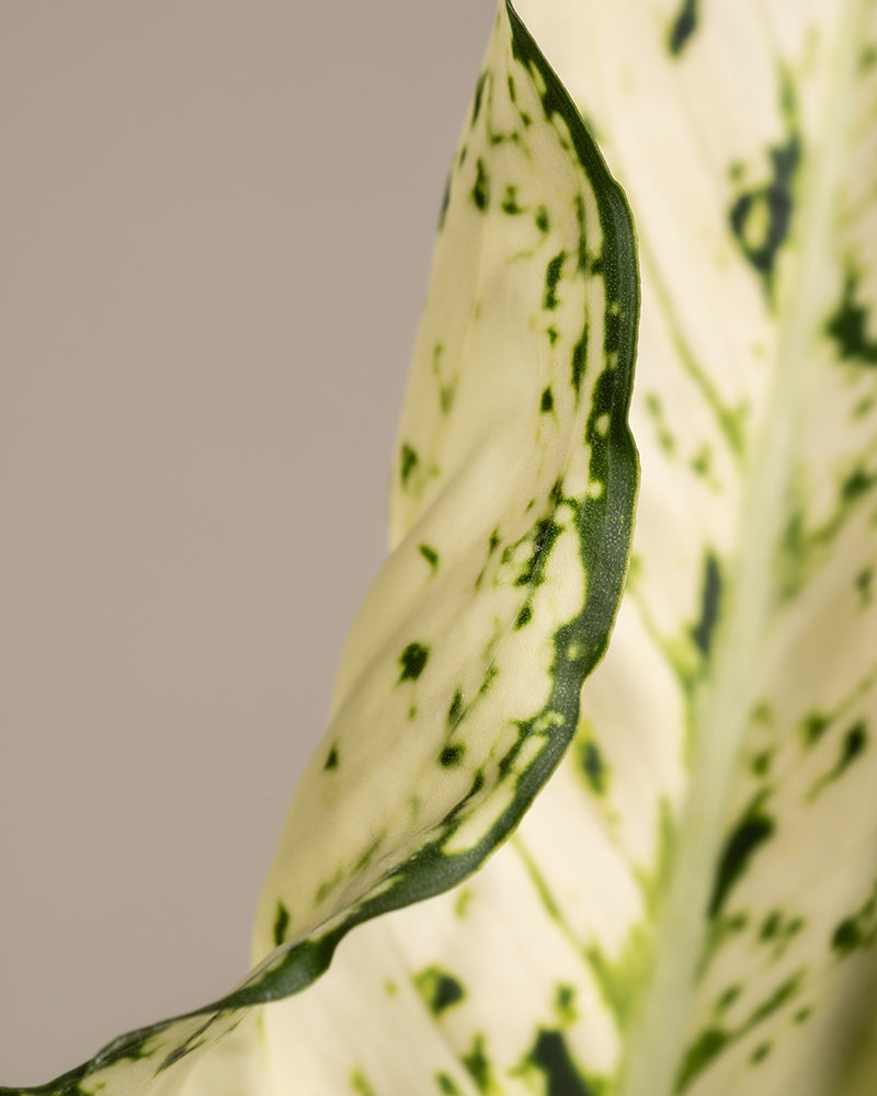 feey-variado-aglaonema-kiwi-zimmerpflanze-ohne-bertopf image 2