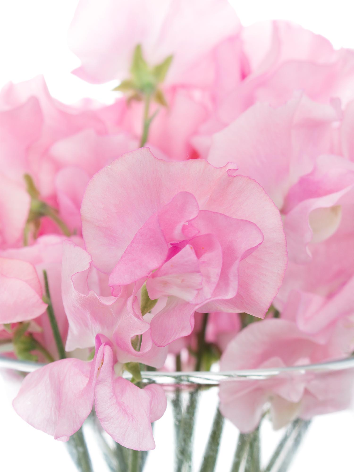 blumigo-wicken-sunshine-pink-rosa-schnittblumen image 1