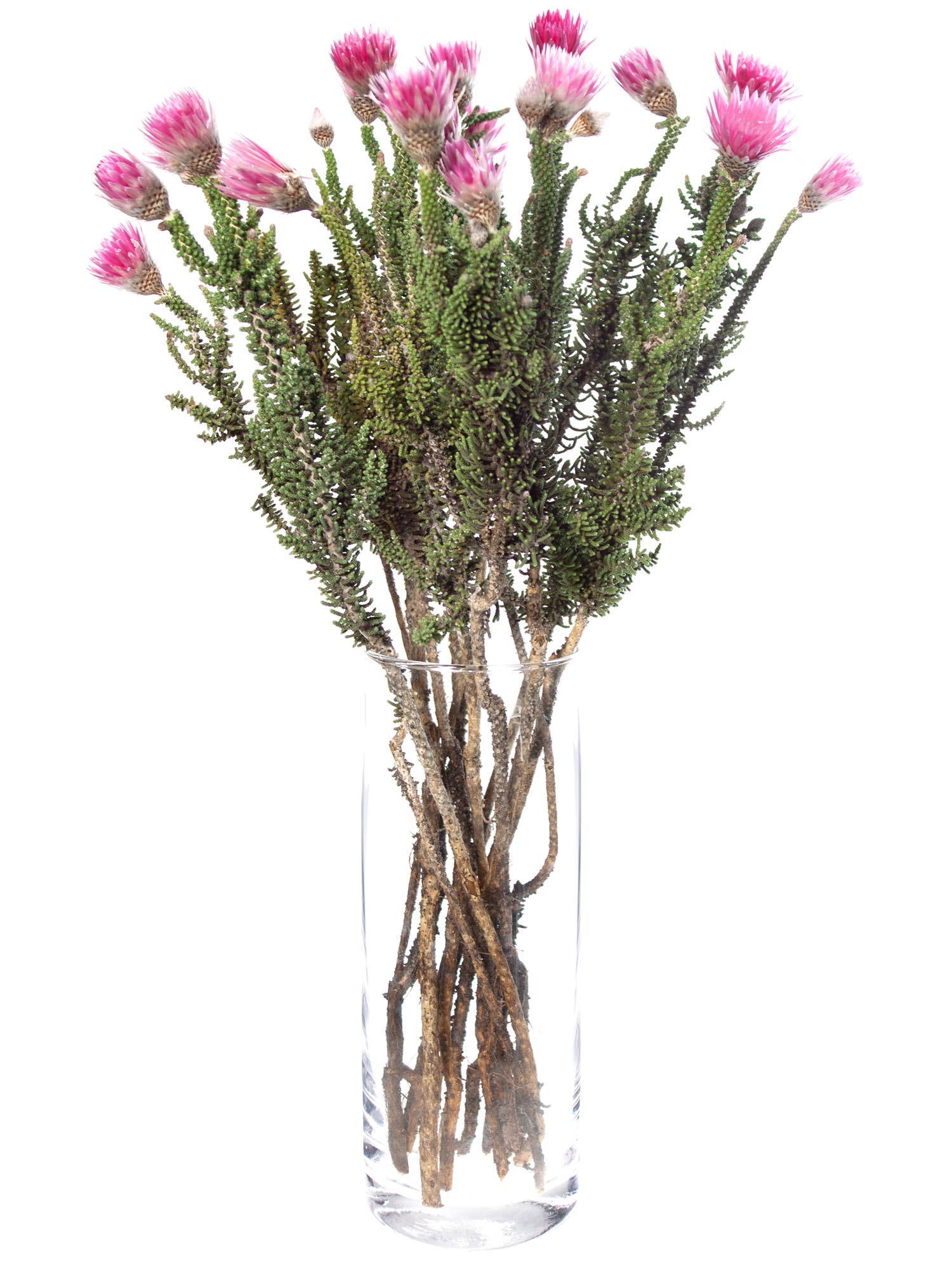 blumigo-phaenocoma-kap-strohblume-pink-trockenblumen image 3