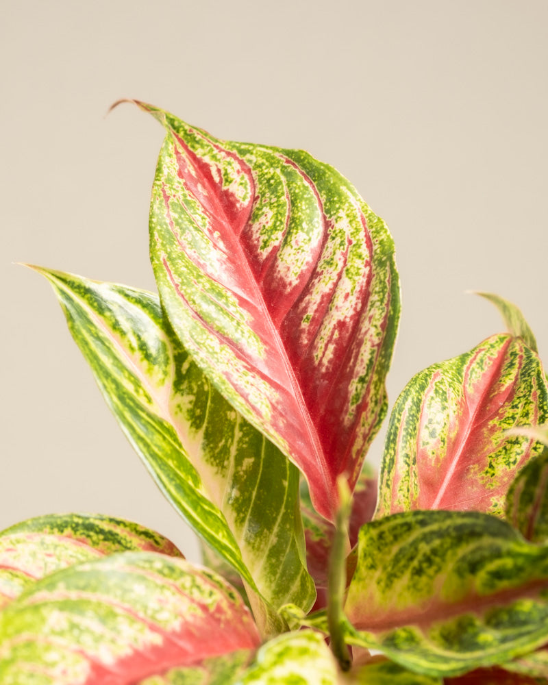 feey-variado-aglaonema-siam-violet-zimmerpflanze-topf-18 image 2