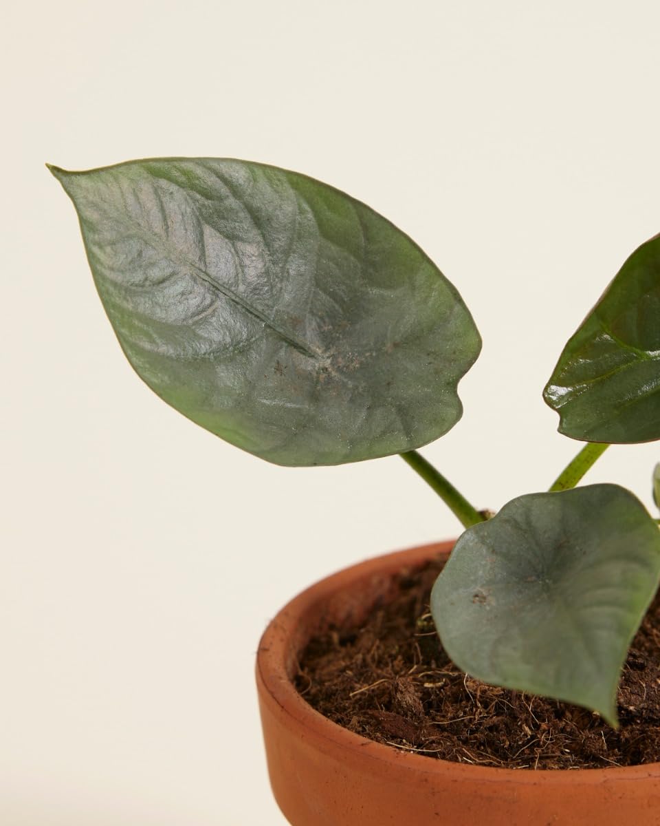 plnts-babyplnts-alocasia-nebula-zimmerpflanze-10-cm-baby image 4