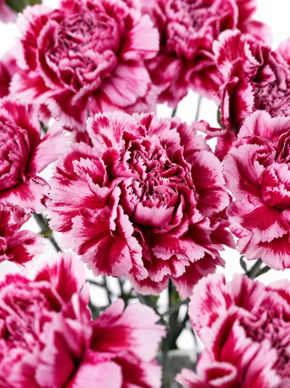 blumigo-nelken-nobbio-cherry-pink-wei-edelnelke image 1