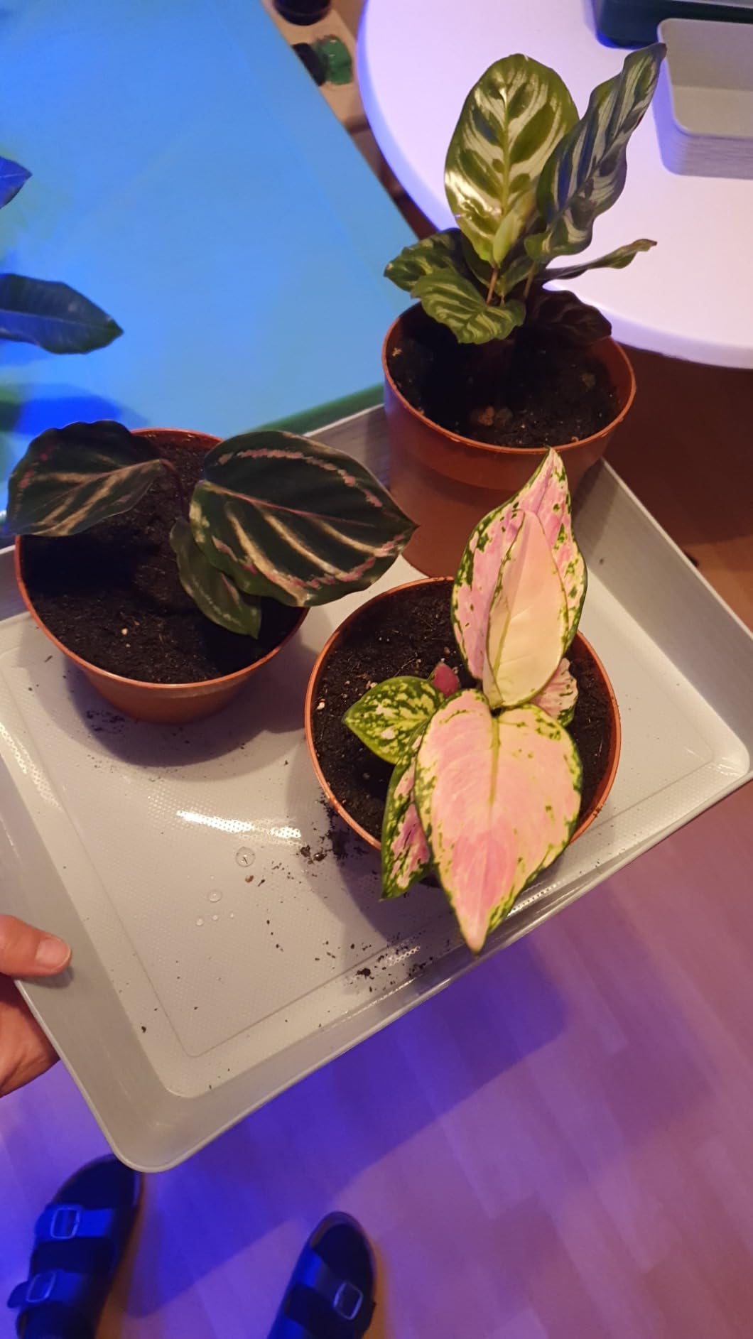 Netter Mini