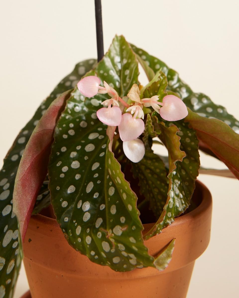 plnts-baby-begonia-maculata-zimmerpflanze-15-cm image 4