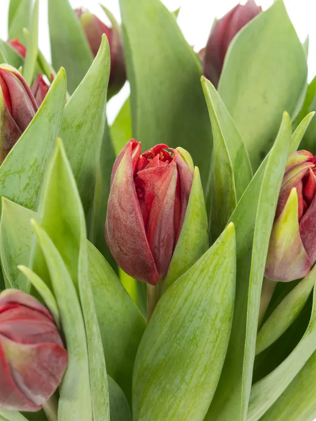 blumigo-tulpen-red-princess-gef-llte-schnittblume-rot image 1