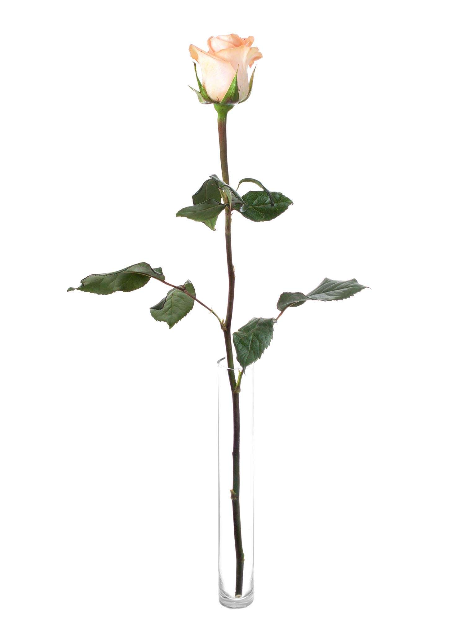 blumigo-rosen-tiffany-rose-apricot-frische-schnittblume image 3