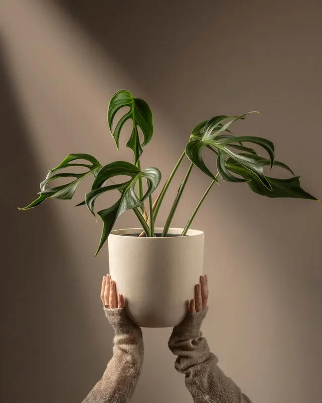 feey-variado-monstera-burle-marx-flame-zimmerpflanze image 1
