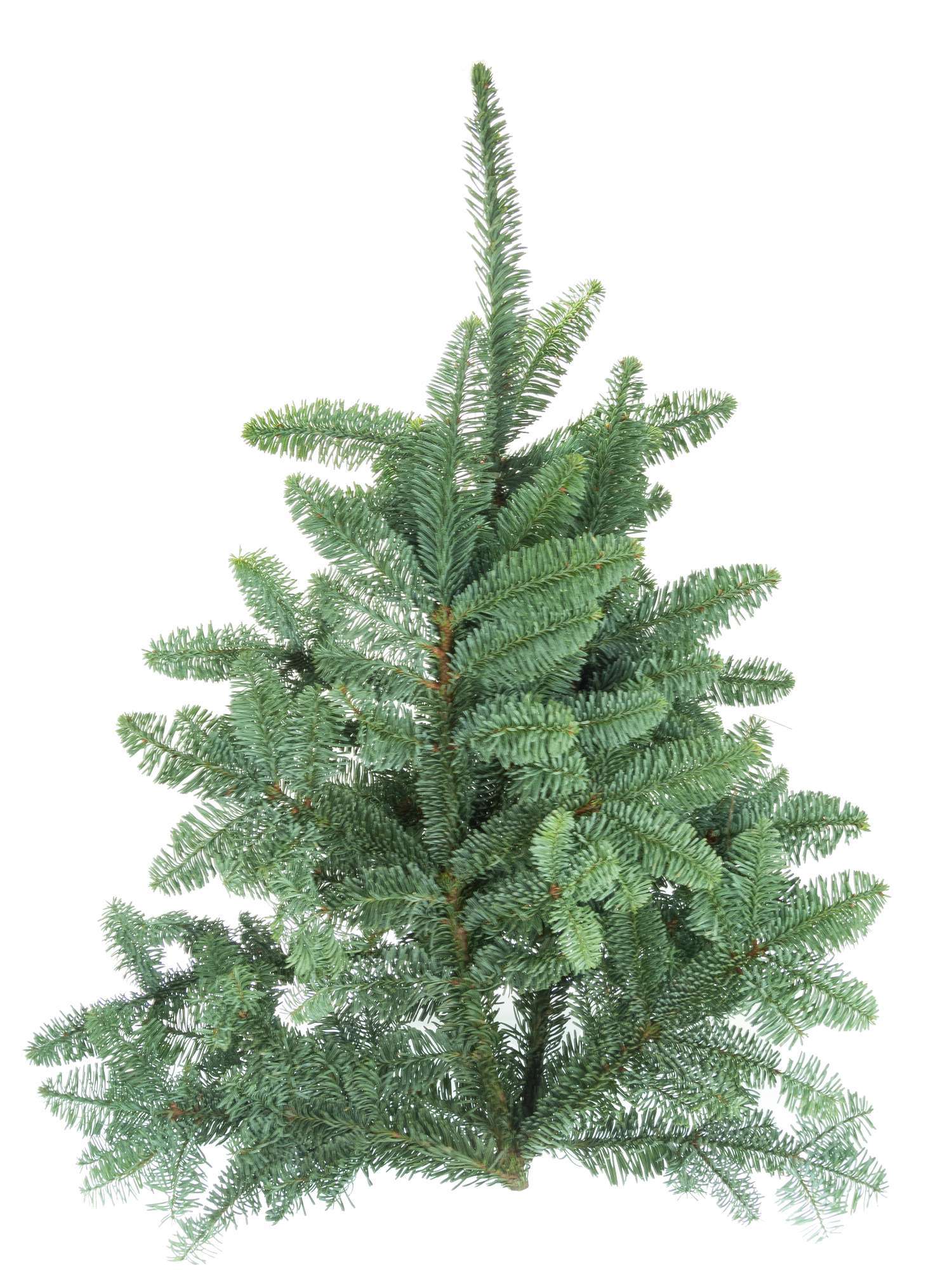 blumigo-edeltanne-abies-nobilis-tannengr-n-frisch-geschnitten image 1