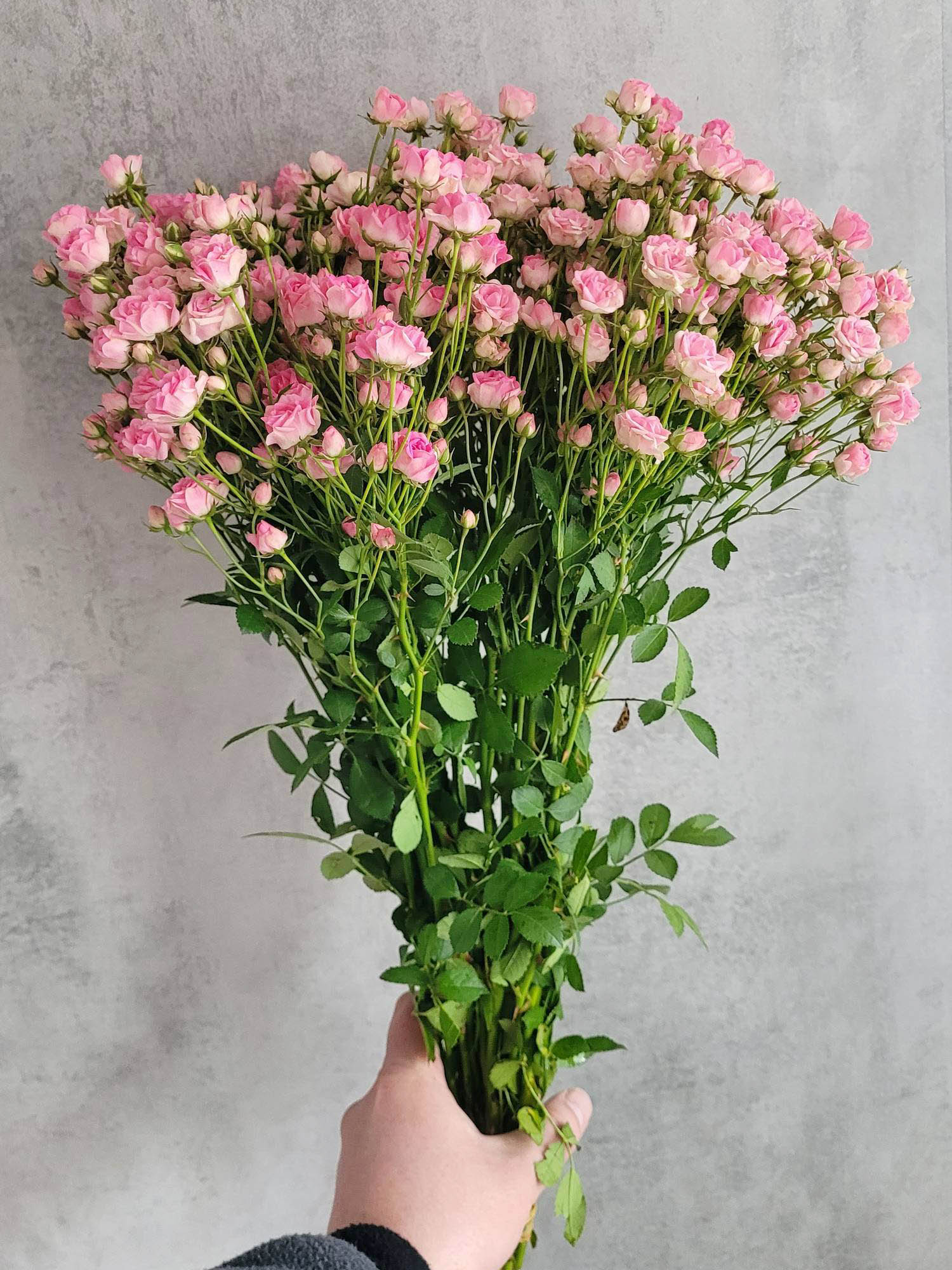 blumigo-rosen-gipsy-rose-rosa-pink-verzweigt-schnittrose image 2