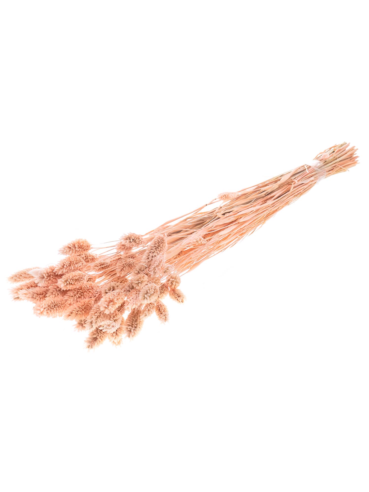 blumigo-trockenblumen-phalaris-glanzgras-apricot-rosa image 3