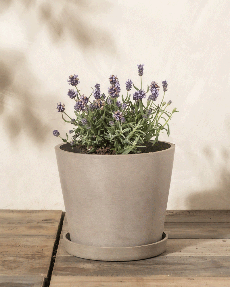 feey-amsterdam-lavendel-hidcote-blue-ohne-topf-winterhart image 4
