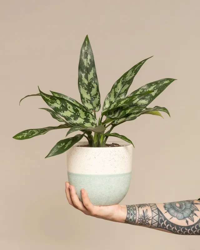 feey-variado-aglaonema-maria-zimmerpflanze-ohne-bertopf image 1