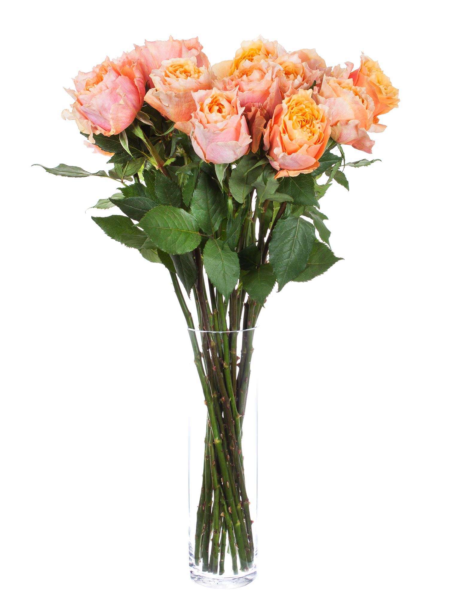 blumigo-rosen-charming-lady-rose-orange-gelb-einzelstiel image 2