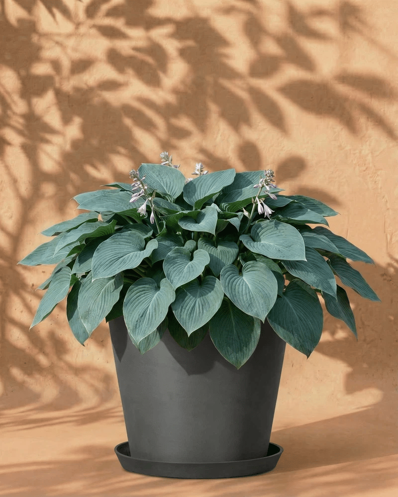 feey-amsterdam-blaue-hosta-funkie-2-stk-rhizom-winterhart image 5