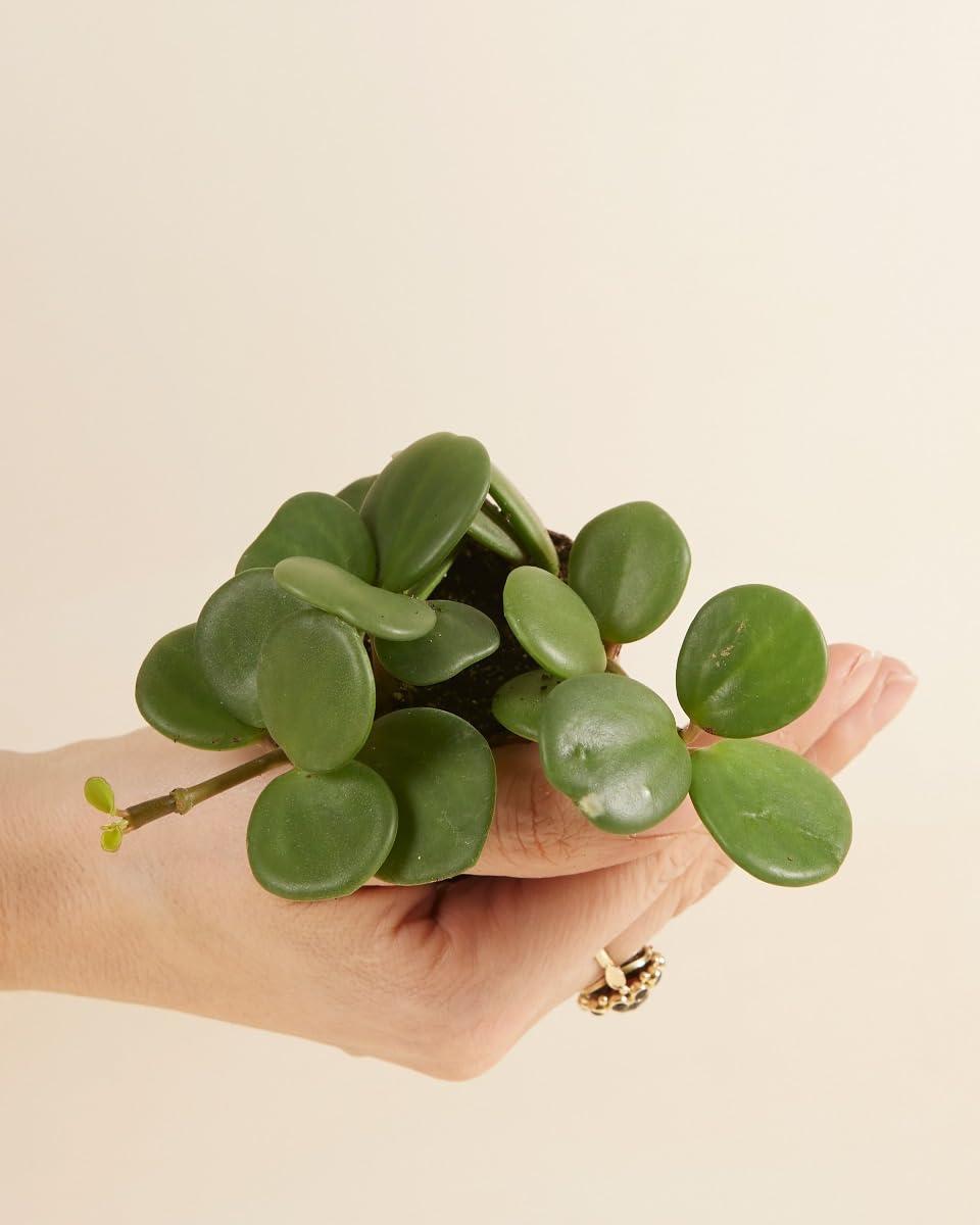 plnts-babyplnts-peperomia-hope-zwergpfeffer-6-cm-topf-15-cm-hoch image 2